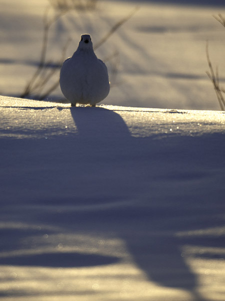 Riekko, Willow Ptarmigan, Lagopus lagopus