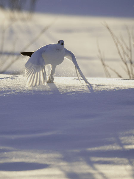 Riekko, Willow Ptarmigan, Lagopus lagopus