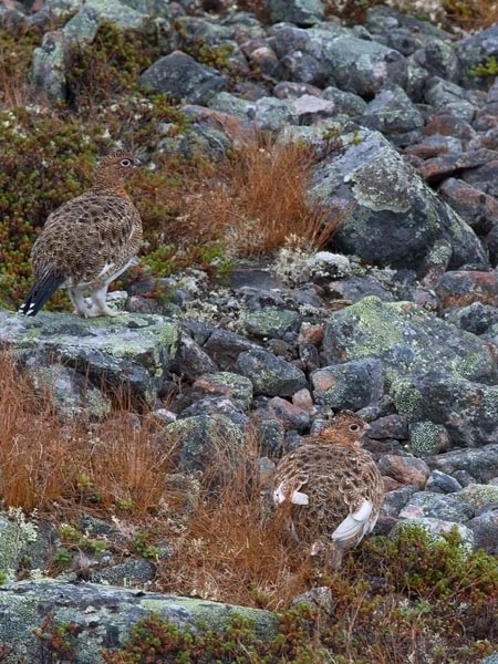 Riekko, Willow Ptarmigan, Lagopus lagopus