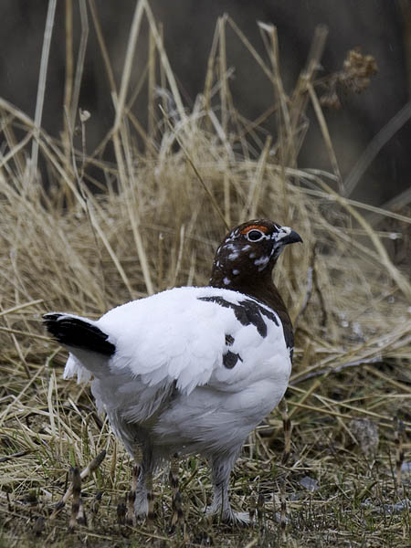 Riekko, Willow Ptarmigan, Lagopus lagopus