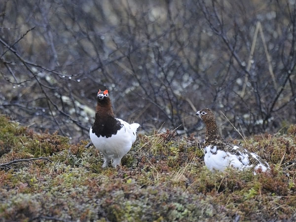 Riekko, Willow Ptarmigan, Lagopus lagopus
