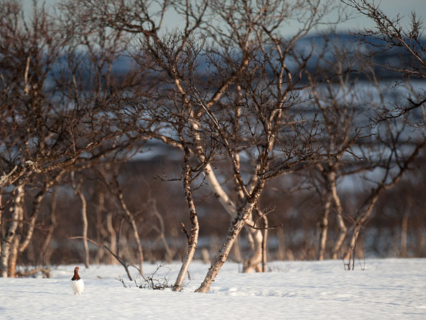 Riekko, Willow Ptarmigan, Lagopus lagopus