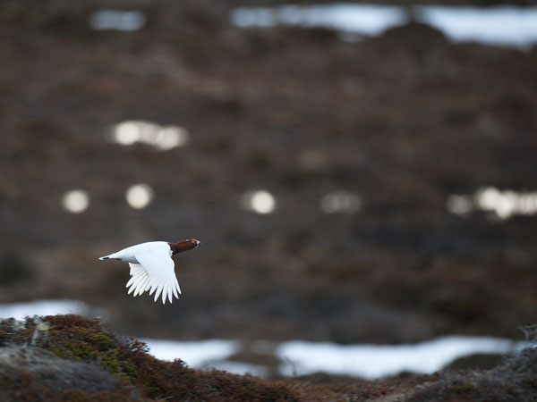 Riekko, Willow Ptarmigan, Lagopus lagopus