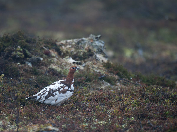 Riekko, Willow Ptarmigan, Lagopus lagopus