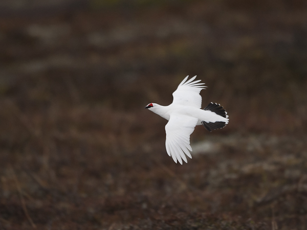 Kiiruna, Rock Ptarmigan, Lagopus muta