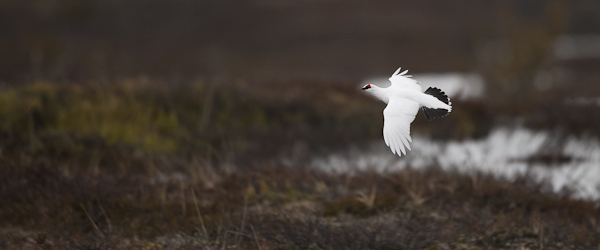 Kiiruna, Rock Ptarmigan, Lagopus muta