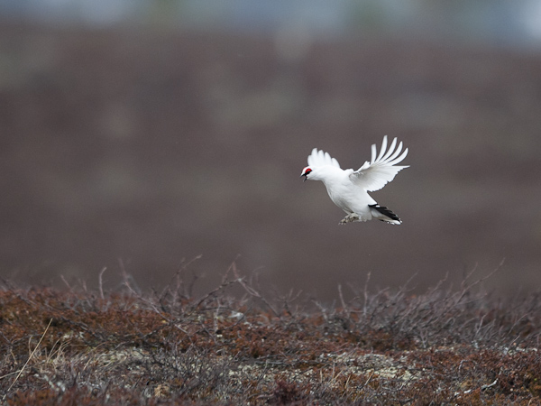 Kiiruna, Rock Ptarmigan, Lagopus muta