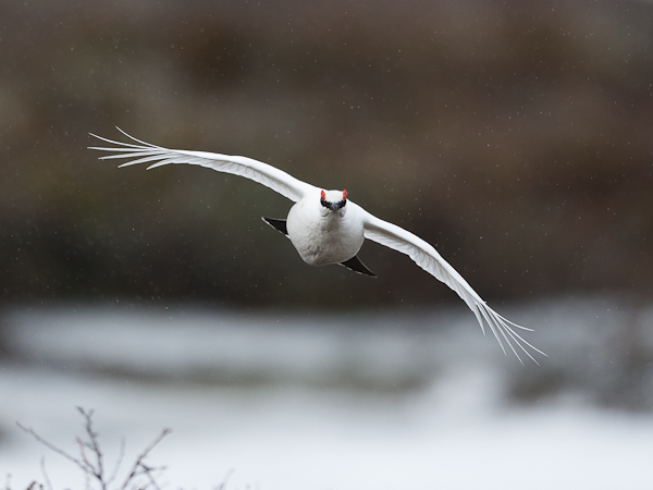 Kiiruna, Rock Ptarmigan, Lagopus muta