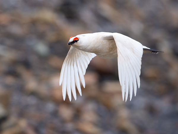 Kiiruna, Rock Ptarmigan, Lagopus muta