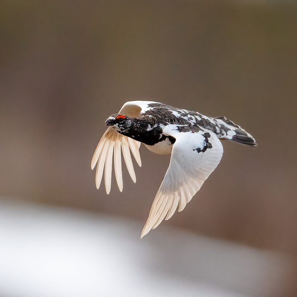 Kiiruna, Rock Ptarmigan, Lagopus muta