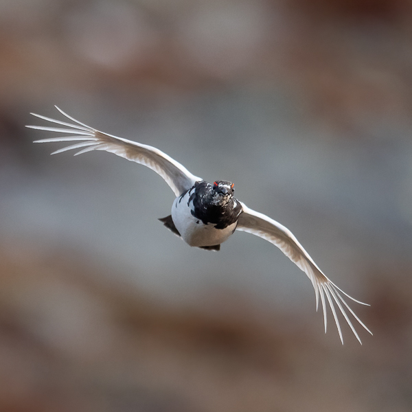 Kiiruna, Rock Ptarmigan, Lagopus muta