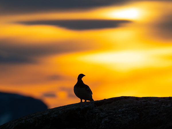 Kiiruna, Rock Ptarmigan, Lagopus muta