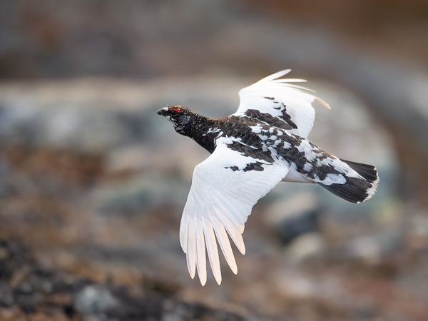 Kiiruna, Rock Ptarmigan, Lagopus muta