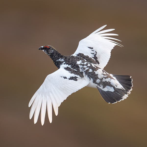 Kiiruna, Rock Ptarmigan, Lagopus muta