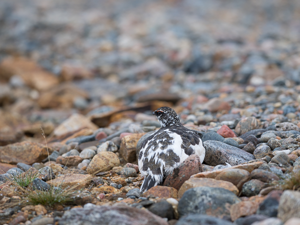 Kiiruna, Rock Ptarmigan, Lagopus muta