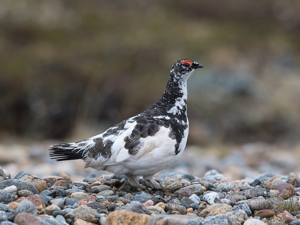 Kiiruna, Rock Ptarmigan, Lagopus muta