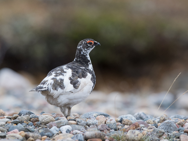 Kiiruna, Rock Ptarmigan, Lagopus muta