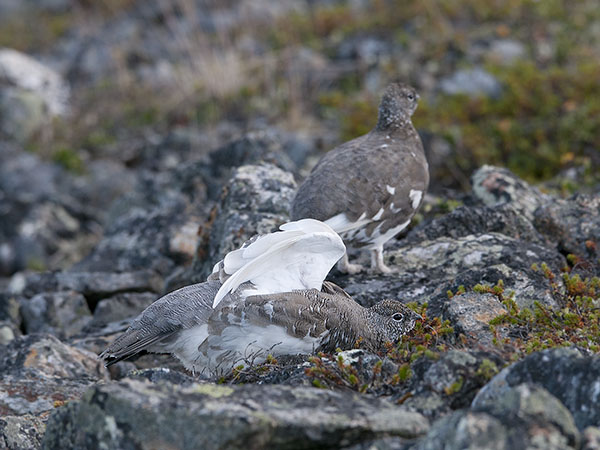 Kiiruna, Rock Ptarmigan, Lagopus muta