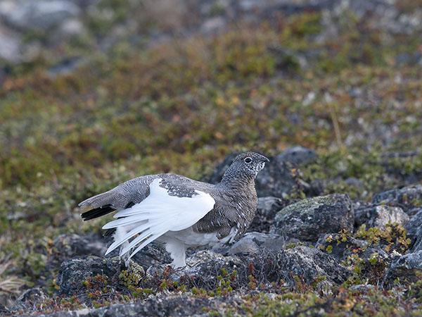 Kiiruna, Rock Ptarmigan, Lagopus muta