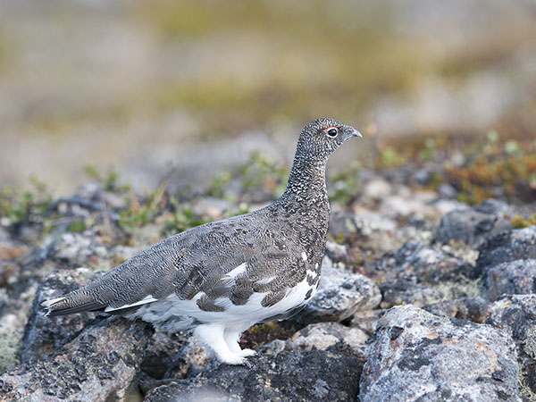 Kiiruna, Rock Ptarmigan, Lagopus muta
