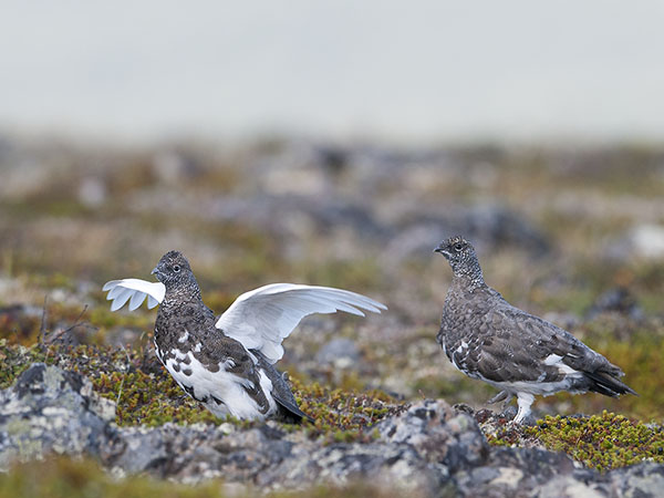 Kiiruna, Rock Ptarmigan, Lagopus muta