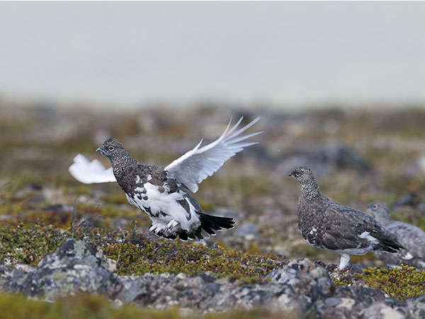 Kiiruna, Rock Ptarmigan, Lagopus muta
