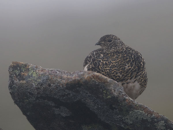 Kiiruna, Rock Ptarmigan, Lagopus muta