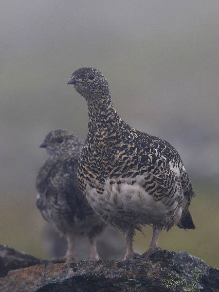 Kiiruna, Rock Ptarmigan, Lagopus muta