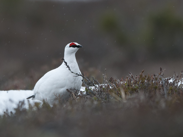 Kiiruna, Rock Ptarmigan, Lagopus muta