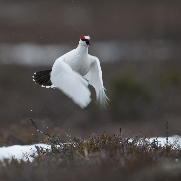 Kiiruna, Rock Ptarmigan, Lagopus muta