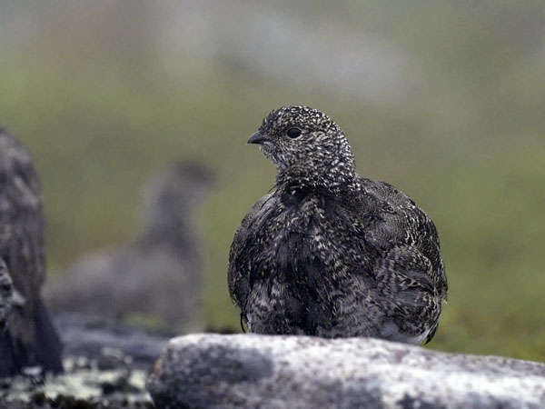 Kiiruna, Rock Ptarmigan, Lagopus muta
