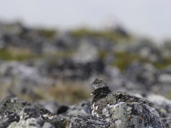 Kiiruna, Rock Ptarmigan, Lagopus muta