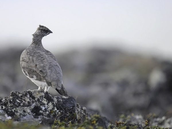 Kiiruna, Rock Ptarmigan, Lagopus muta