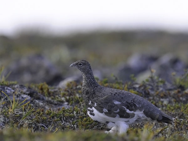 Kiiruna, Rock Ptarmigan, Lagopus muta