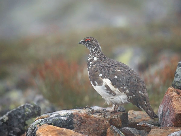 Kiiruna, Rock Ptarmigan, Lagopus muta