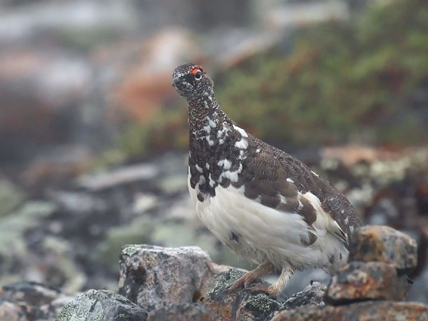 Kiiruna, Rock Ptarmigan, Lagopus muta