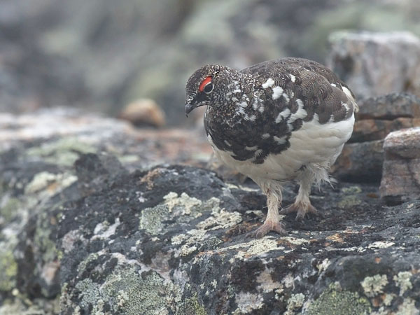 Kiiruna, Rock Ptarmigan, Lagopus muta