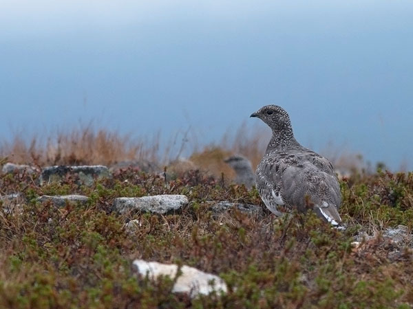 Kiiruna, Rock Ptarmigan, Lagopus muta