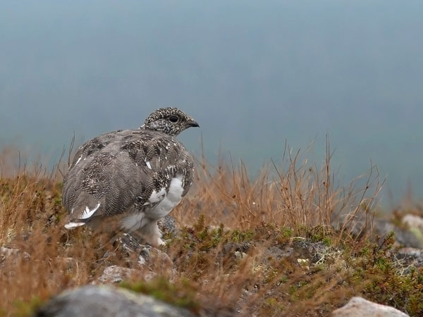 Kiiruna, Rock Ptarmigan, Lagopus muta