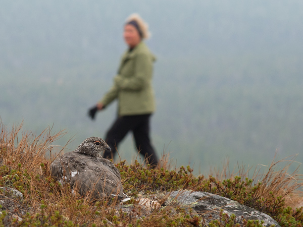 Kiiruna, Rock Ptarmigan, Lagopus muta