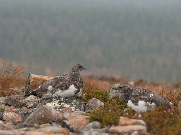 Kiiruna, Rock Ptarmigan, Lagopus muta