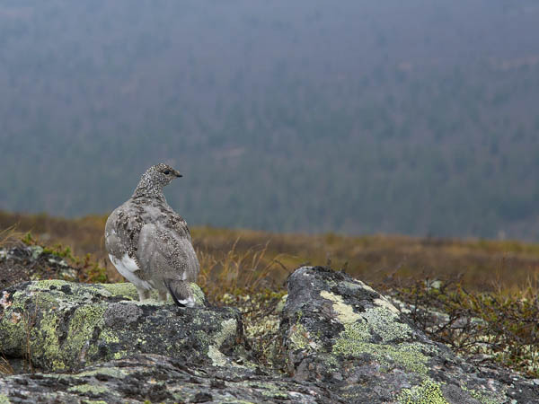 Kiiruna, Rock Ptarmigan, Lagopus muta