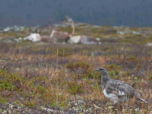 Kiiruna, Rock Ptarmigan, Lagopus muta