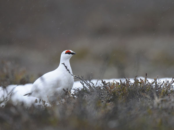 Kiiruna, Rock Ptarmigan, Lagopus muta