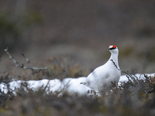 Kiiruna, Rock Ptarmigan, Lagopus muta