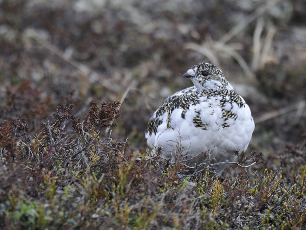 Kiiruna, Rock Ptarmigan, Lagopus muta