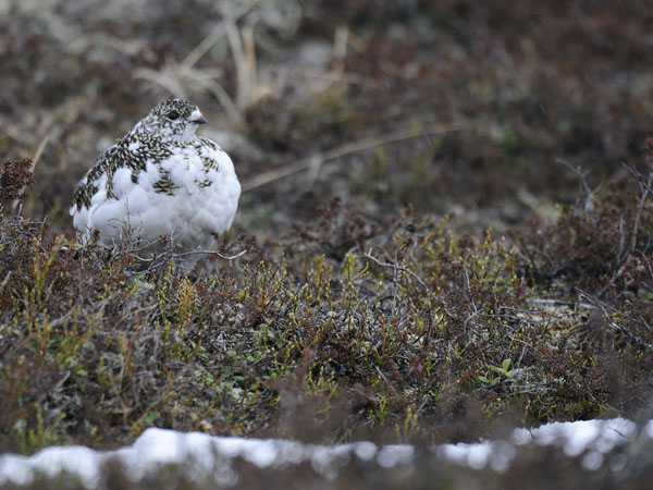 Kiiruna, Rock Ptarmigan, Lagopus muta