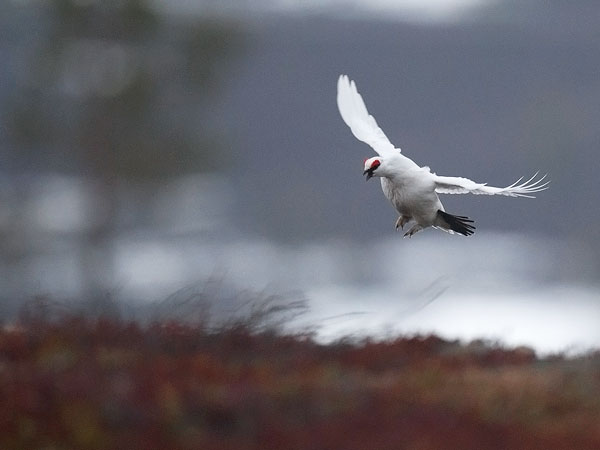 Kiiruna, Rock Ptarmigan, Lagopus muta