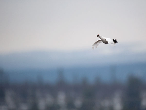 Kiiruna, Rock Ptarmigan, Lagopus muta