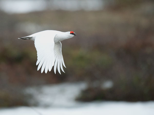 Kiiruna, Rock Ptarmigan, Lagopus muta